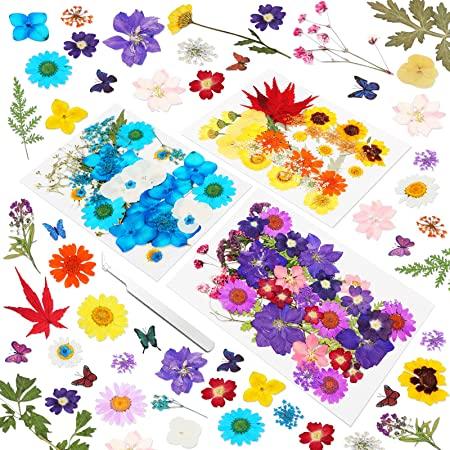 Flores secas 169 piezas Flores secas prensadas Hojas Juego natural con  pegatinas de mariposa y pinzas