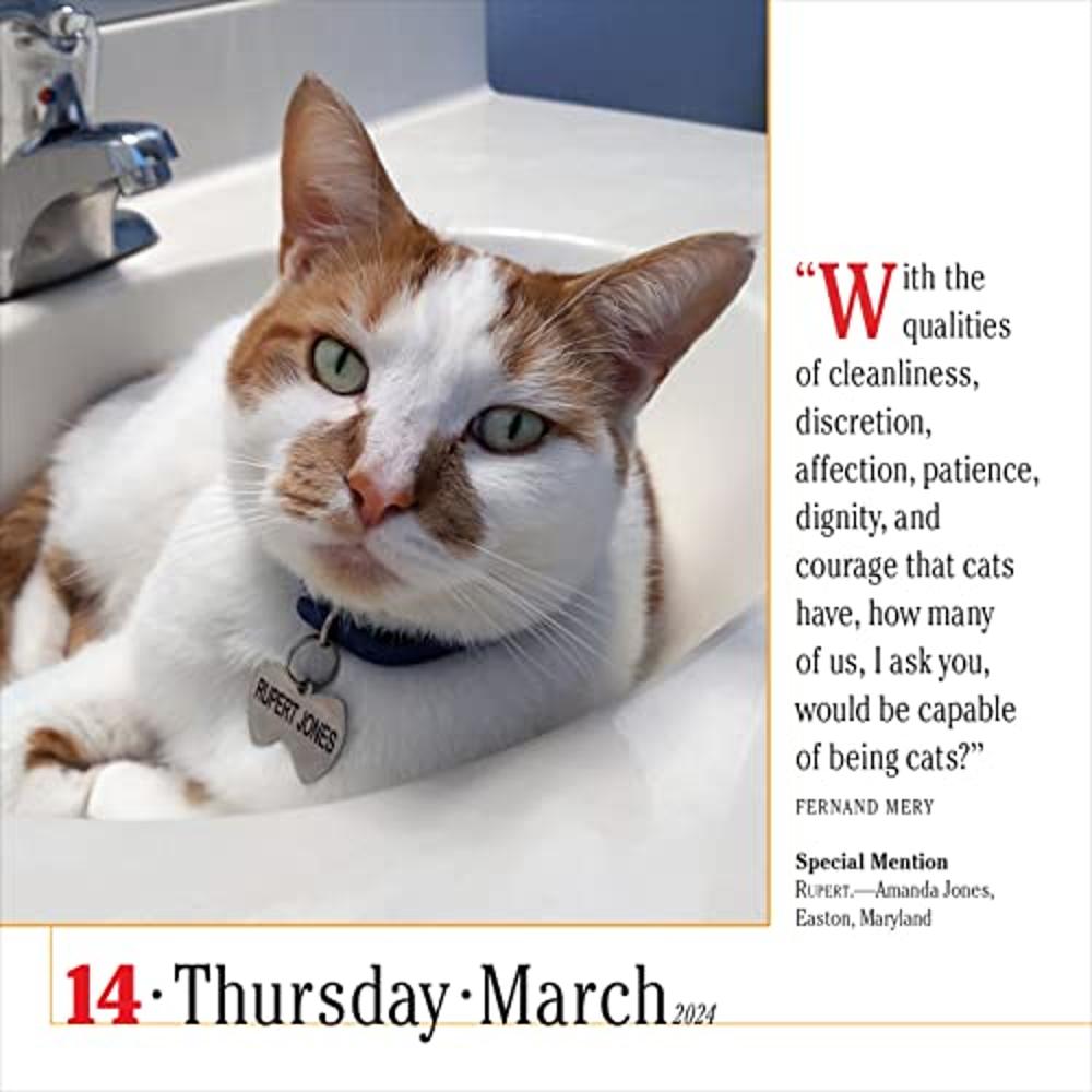 365 Cats PageADay Calendar 2024 The Worlds Favorite Cat Calendar