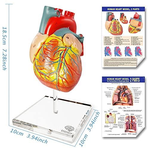 Kit de práctica avanzada para estudiantes de medicina (35 piezas) - Última  generación del modelo más completo, incluye: kit de herramientas con