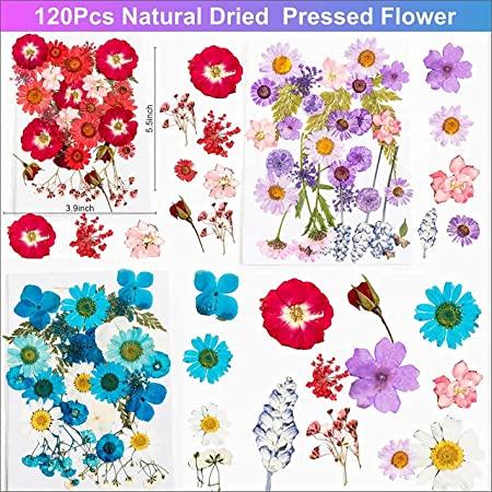 Lyra's Flores naturales prensadas, múltiples flores secas reales coloridas  decorativas para manualidades, flores planas secas para moldes de resina