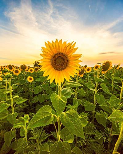 Sunflower Seeds for Planting to Plant Mammoth Sunflower Seeds Packet of