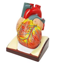 HADWYN Human Heart Model Life Size Medical Heart Model for Anatomy, 2 Part Heart Models Anatomy