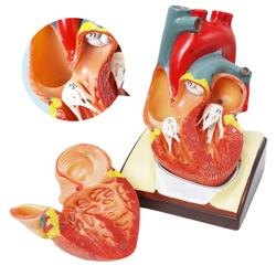 HADWYN Human Heart Model Life Size Medical Heart Model for Anatomy, 2 Part Heart Models Anatomy